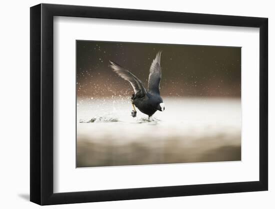 Adult Coot (Fulica Atra) Running on the Surface of a Lake, Derbyshire, England, UK, March 2010-Andrew Parkinson-Framed Photographic Print