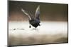 Adult Coot (Fulica Atra) Running on the Surface of a Lake, Derbyshire, England, UK, March 2010-Andrew Parkinson-Mounted Photographic Print