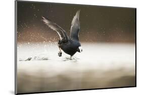 Adult Coot (Fulica Atra) Running on the Surface of a Lake, Derbyshire, England, UK, March 2010-Andrew Parkinson-Mounted Photographic Print