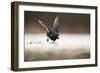 Adult Coot (Fulica Atra) Running on the Surface of a Lake, Derbyshire, England, UK, March 2010-Andrew Parkinson-Framed Photographic Print