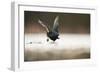 Adult Coot (Fulica Atra) Running on the Surface of a Lake, Derbyshire, England, UK, March 2010-Andrew Parkinson-Framed Photographic Print