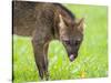 Adult crab-eating fox (Cerdocyon thous), head detail at Pousada Piuval, Mato Grosso, Pantanal-Michael Nolan-Stretched Canvas