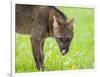 Adult crab-eating fox (Cerdocyon thous), head detail at Pousada Piuval, Mato Grosso, Pantanal-Michael Nolan-Framed Photographic Print