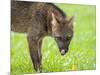 Adult crab-eating fox (Cerdocyon thous), head detail at Pousada Piuval, Mato Grosso, Pantanal-Michael Nolan-Mounted Photographic Print