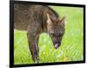 Adult crab-eating fox (Cerdocyon thous), head detail at Pousada Piuval, Mato Grosso, Pantanal-Michael Nolan-Framed Photographic Print