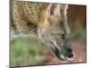 Adult crab-eating fox (Cerdocyon thous), head detail at Pousada Piuval, Mato Grosso, Pantanal-Michael Nolan-Mounted Photographic Print