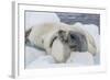 Adult Crabeater Seal (Lobodon Carcinophaga) Hauled Out on Ice Floe, Neko Harbor, Andvord Bay-Michael Nolan-Framed Photographic Print