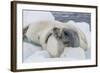 Adult Crabeater Seal (Lobodon Carcinophaga) Hauled Out on Ice Floe, Neko Harbor, Andvord Bay-Michael Nolan-Framed Photographic Print