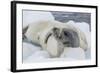 Adult Crabeater Seal (Lobodon Carcinophaga) Hauled Out on Ice Floe, Neko Harbor, Andvord Bay-Michael Nolan-Framed Photographic Print