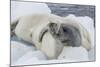 Adult Crabeater Seal (Lobodon Carcinophaga) Hauled Out on Ice Floe, Neko Harbor, Andvord Bay-Michael Nolan-Mounted Photographic Print