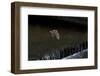 Adult Daubenton's Bat (Myotis Daubentoni) Flying over a Weir, England, UK, September-Dale Sutton-Framed Photographic Print