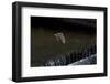 Adult Daubenton's Bat (Myotis Daubentoni) Flying over a Weir, England, UK, September-Dale Sutton-Framed Photographic Print