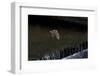 Adult Daubenton's Bat (Myotis Daubentoni) Flying over a Weir, England, UK, September-Dale Sutton-Framed Photographic Print