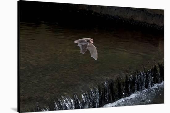 Adult Daubenton's Bat (Myotis Daubentoni) Flying over a Weir, England, UK, September-Dale Sutton-Stretched Canvas