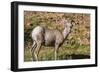 Adult Desert Bighorn Sheep (Ovis Canadensis)-Michael Nolan-Framed Photographic Print