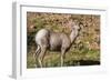 Adult Desert Bighorn Sheep (Ovis Canadensis)-Michael Nolan-Framed Photographic Print