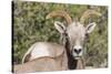 Adult Desert Bighorn Sheep (Ovis Canadensis)-Michael Nolan-Stretched Canvas