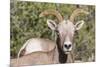 Adult Desert Bighorn Sheep (Ovis Canadensis)-Michael Nolan-Mounted Photographic Print