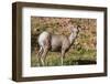 Adult Desert Bighorn Sheep (Ovis Canadensis)-Michael Nolan-Framed Photographic Print