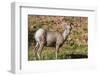 Adult Desert Bighorn Sheep (Ovis Canadensis)-Michael Nolan-Framed Photographic Print