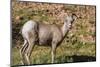 Adult Desert Bighorn Sheep (Ovis Canadensis)-Michael Nolan-Mounted Photographic Print