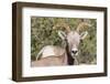 Adult Desert Bighorn Sheep (Ovis Canadensis)-Michael Nolan-Framed Photographic Print