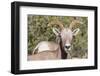 Adult Desert Bighorn Sheep (Ovis Canadensis)-Michael Nolan-Framed Photographic Print