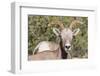 Adult Desert Bighorn Sheep (Ovis Canadensis)-Michael Nolan-Framed Photographic Print