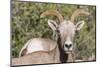 Adult Desert Bighorn Sheep (Ovis Canadensis)-Michael Nolan-Mounted Photographic Print