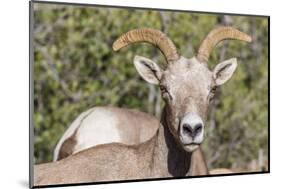 Adult Desert Bighorn Sheep (Ovis Canadensis)-Michael Nolan-Mounted Photographic Print