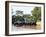 Adult domestic water buffalo (Bubalus bubalis), on the Rio Cuiaba, Mato Grosso, Pantanal-Michael Nolan-Framed Photographic Print