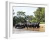 Adult domestic water buffalo (Bubalus bubalis), on the Rio Cuiaba, Mato Grosso, Pantanal-Michael Nolan-Framed Photographic Print