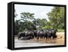 Adult domestic water buffalo (Bubalus bubalis), on the Rio Cuiaba, Mato Grosso, Pantanal-Michael Nolan-Framed Stretched Canvas