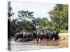 Adult domestic water buffalo (Bubalus bubalis), on the Rio Cuiaba, Mato Grosso, Pantanal-Michael Nolan-Stretched Canvas