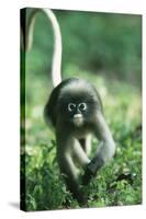 Adult Dusky Leaf Monkey (Trachypithecus Obscurus) Running, Thailand 1996-Elio Della Ferrera-Stretched Canvas