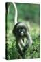 Adult Dusky Leaf Monkey (Trachypithecus Obscurus) Running, Thailand 1996-Elio Della Ferrera-Stretched Canvas