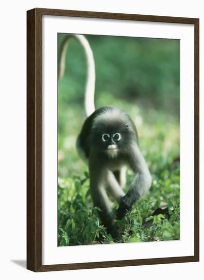 Adult Dusky Leaf Monkey (Trachypithecus Obscurus) Running, Thailand 1996-Elio Della Ferrera-Framed Photographic Print