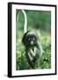 Adult Dusky Leaf Monkey (Trachypithecus Obscurus) Running, Thailand 1996-Elio Della Ferrera-Framed Photographic Print