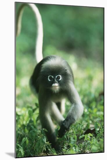 Adult Dusky Leaf Monkey (Trachypithecus Obscurus) Running, Thailand 1996-Elio Della Ferrera-Mounted Photographic Print