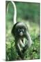 Adult Dusky Leaf Monkey (Trachypithecus Obscurus) Running, Thailand 1996-Elio Della Ferrera-Mounted Photographic Print