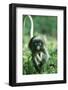 Adult Dusky Leaf Monkey (Trachypithecus Obscurus) Running, Thailand 1996-Elio Della Ferrera-Framed Photographic Print