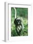 Adult Dusky Leaf Monkey (Trachypithecus Obscurus) Running, Thailand 1996-Elio Della Ferrera-Framed Photographic Print