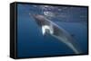 Adult Dwarf Minke Whale (Balaenoptera Acutorostrata) Underwater Near Ribbon 10 Reef-Michael Nolan-Framed Stretched Canvas