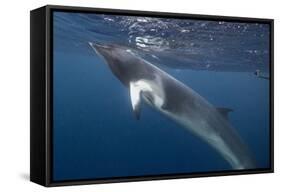 Adult Dwarf Minke Whale (Balaenoptera Acutorostrata) Underwater Near Ribbon 10 Reef-Michael Nolan-Framed Stretched Canvas