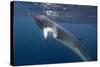 Adult Dwarf Minke Whale (Balaenoptera Acutorostrata) Underwater Near Ribbon 10 Reef-Michael Nolan-Stretched Canvas