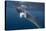 Adult Dwarf Minke Whale (Balaenoptera Acutorostrata) Underwater Near Ribbon 10 Reef-Michael Nolan-Stretched Canvas