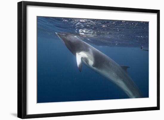 Adult Dwarf Minke Whale (Balaenoptera Acutorostrata) Underwater Near Ribbon 10 Reef-Michael Nolan-Framed Photographic Print