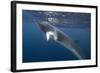 Adult Dwarf Minke Whale (Balaenoptera Acutorostrata) Underwater Near Ribbon 10 Reef-Michael Nolan-Framed Photographic Print