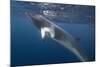 Adult Dwarf Minke Whale (Balaenoptera Acutorostrata) Underwater Near Ribbon 10 Reef-Michael Nolan-Mounted Photographic Print