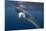 Adult Dwarf Minke Whale (Balaenoptera Acutorostrata) Underwater Near Ribbon 10 Reef-Michael Nolan-Mounted Photographic Print